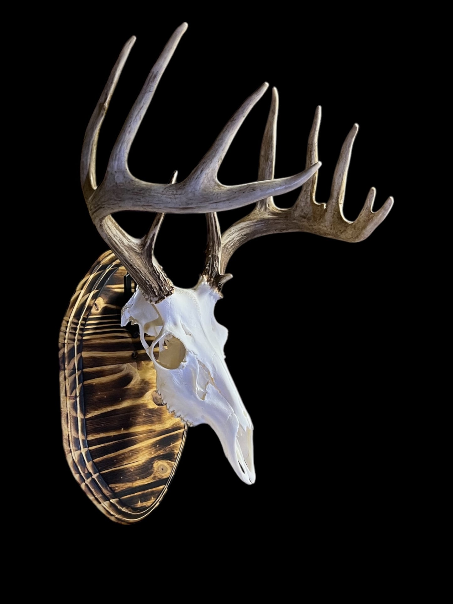 European Mount Wall Display Plaque with Skull Hook | Burnt Pine