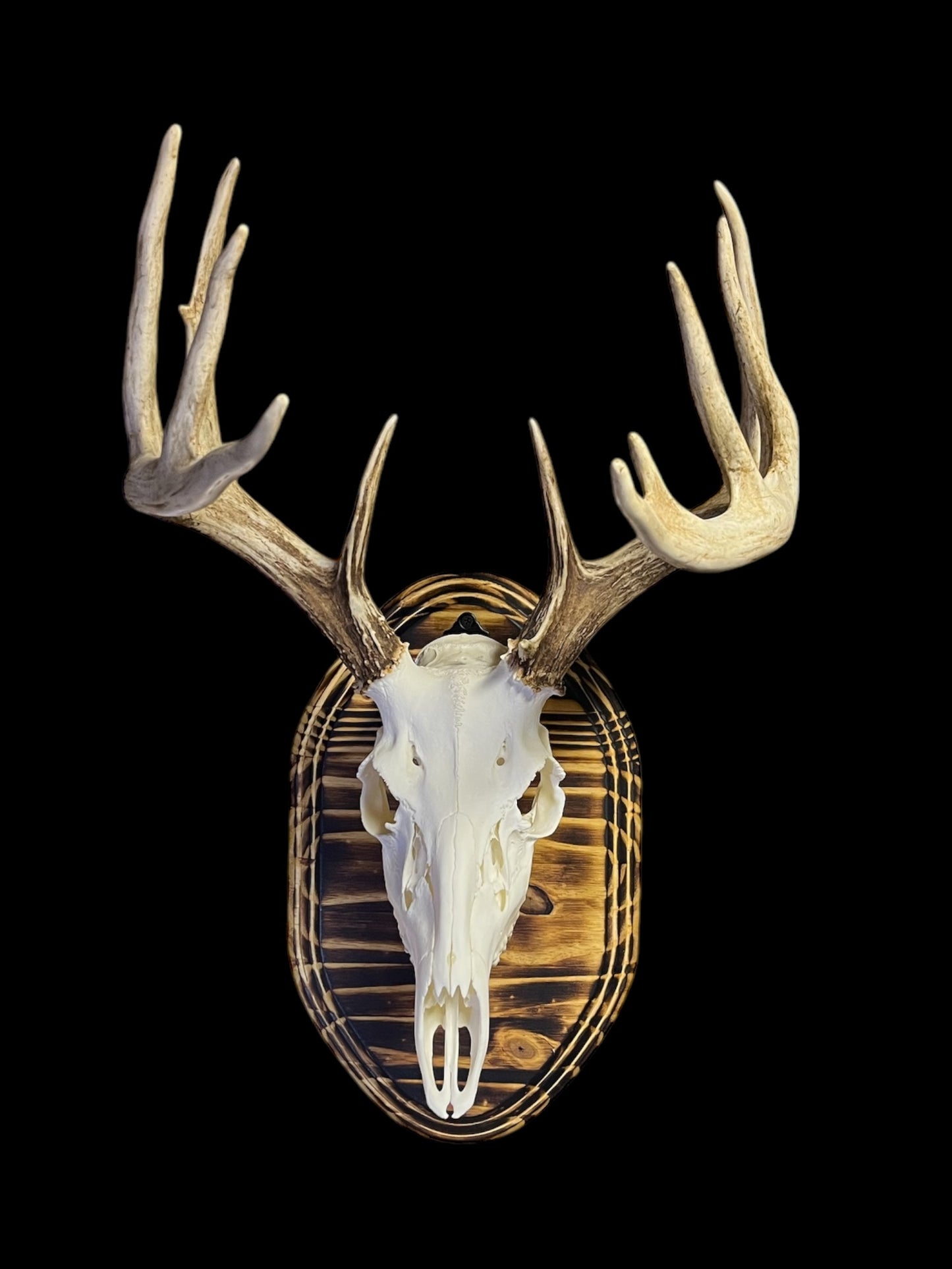 European Mount Wall Display Plaque with Skull Hook | Burnt Pine
