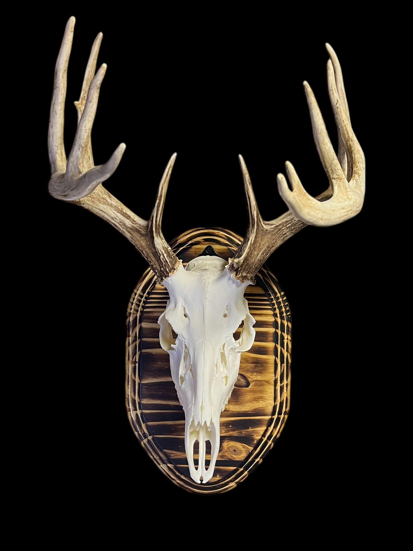 European Mount Wall Display Plaque with Skull Hook | Burnt Pine