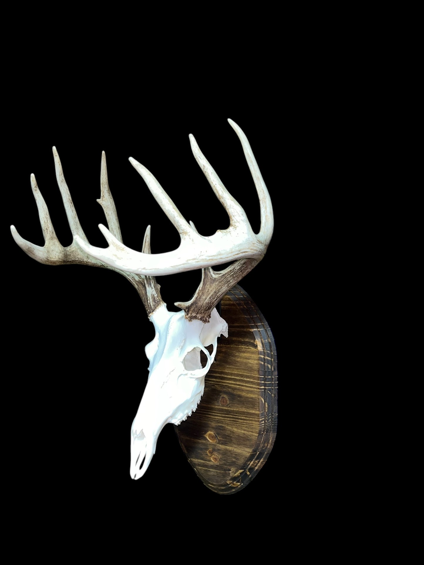 European Mount Wall Display Plaque with Skull Hook | Espresso Stained