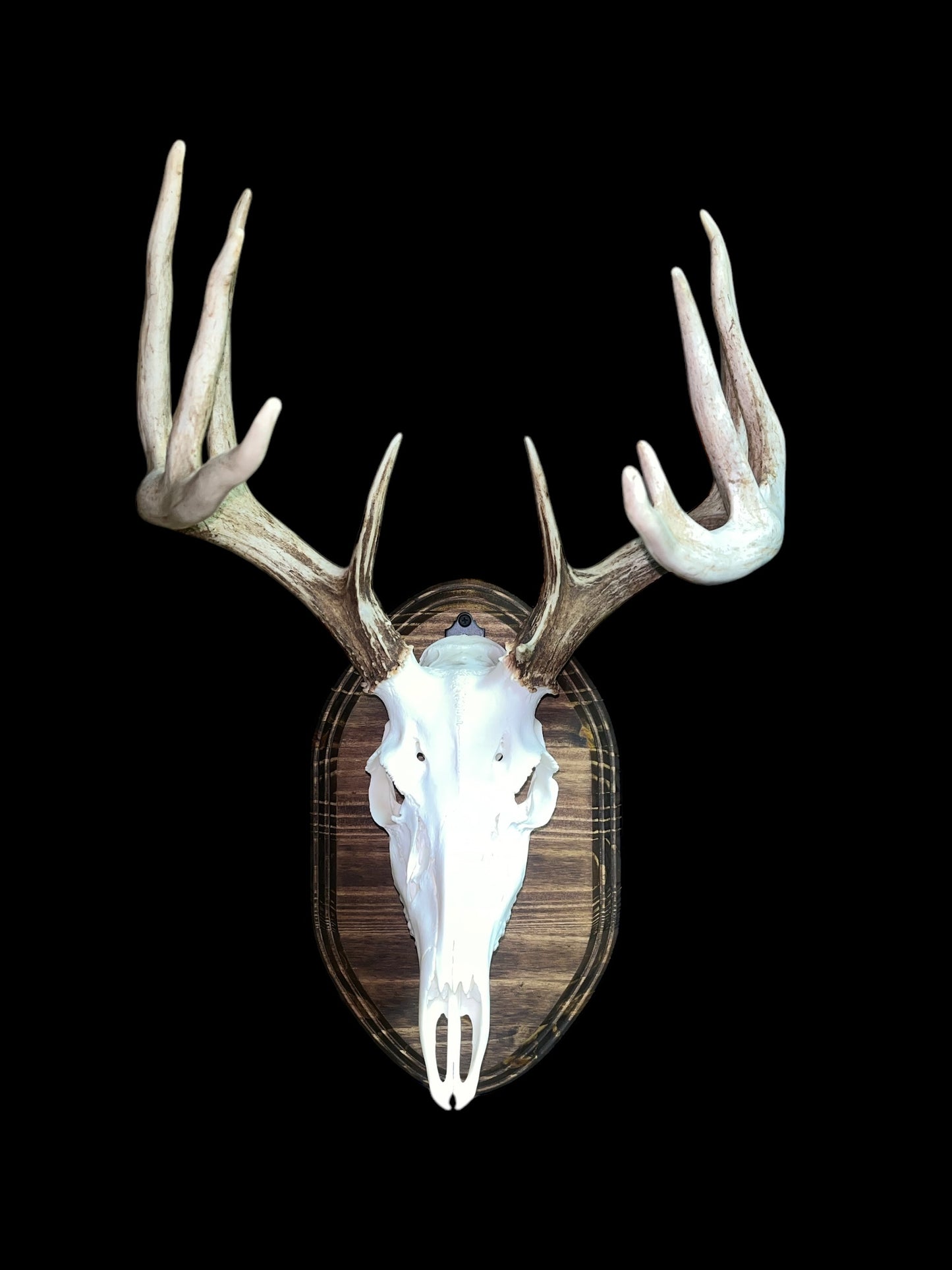 European Mount Wall Display Plaque with Skull Hook | Espresso Stained
