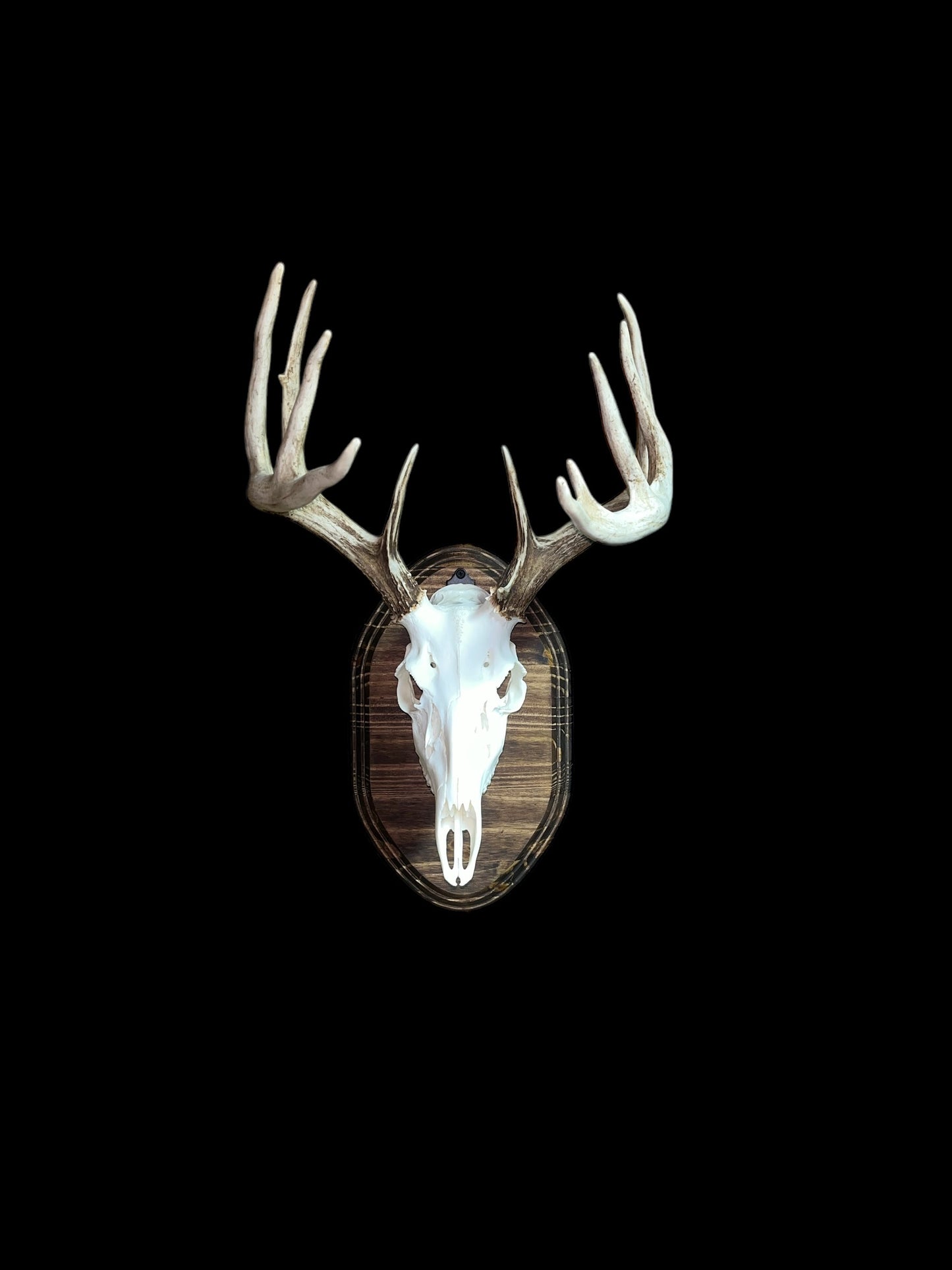 European Mount Wall Display Plaque with Skull Hook | Espresso Stained