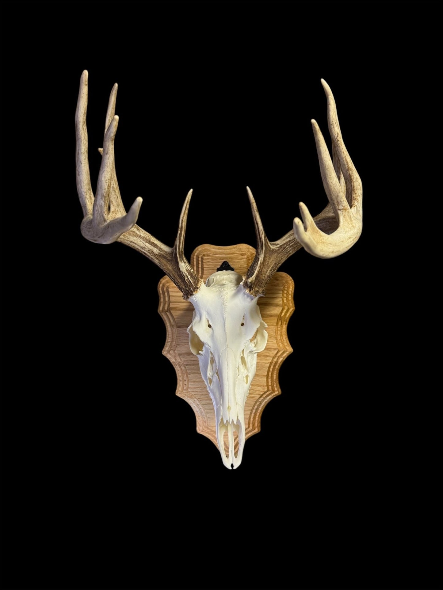 European Mount Wall Display Arrowhead Plaque with Skull Hook | Natural Oak - Woodland Haven Designs