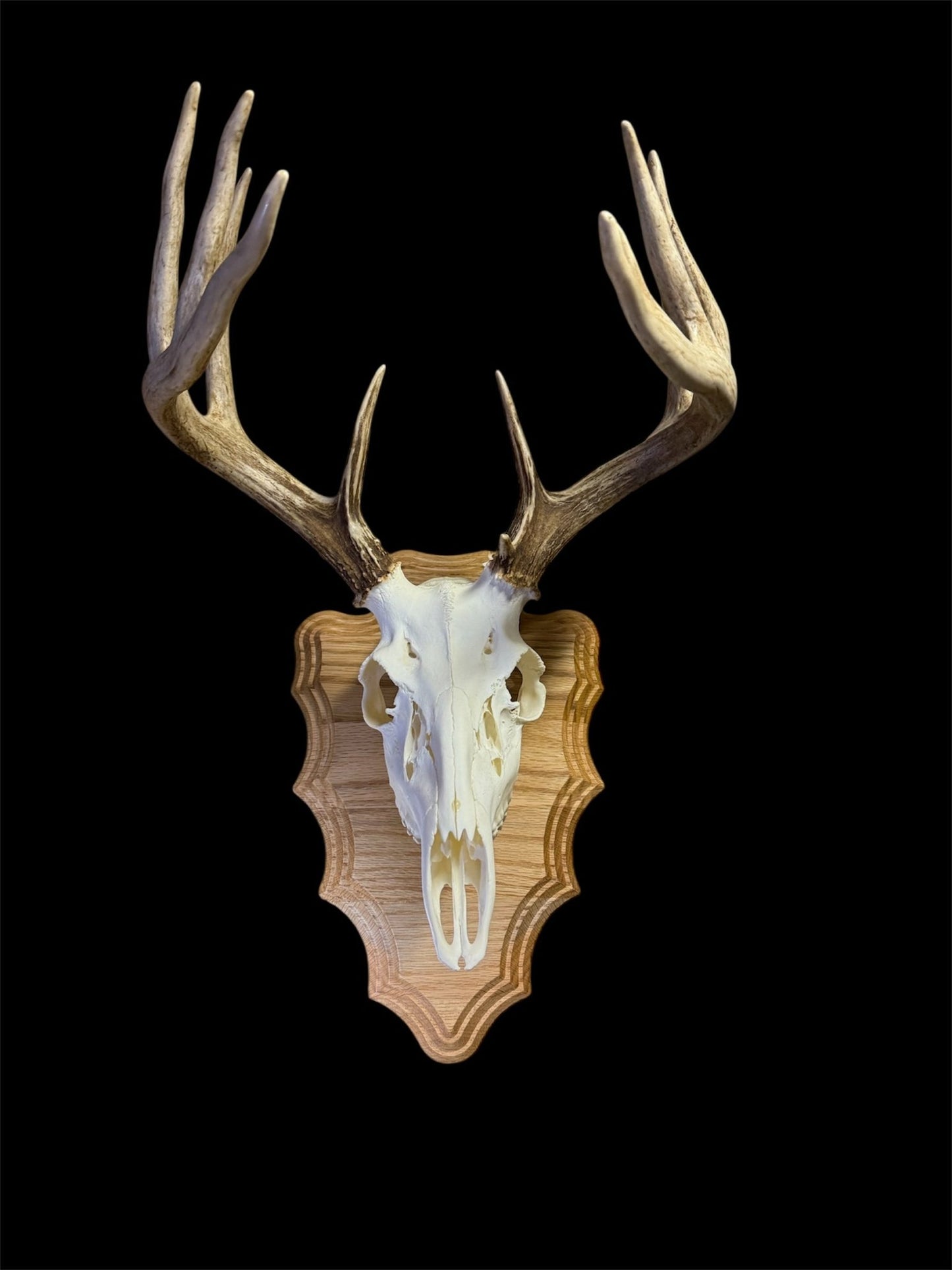 European Mount Wall Display Arrowhead Plaque with Skull Hook | Natural Oak - Woodland Haven Designs