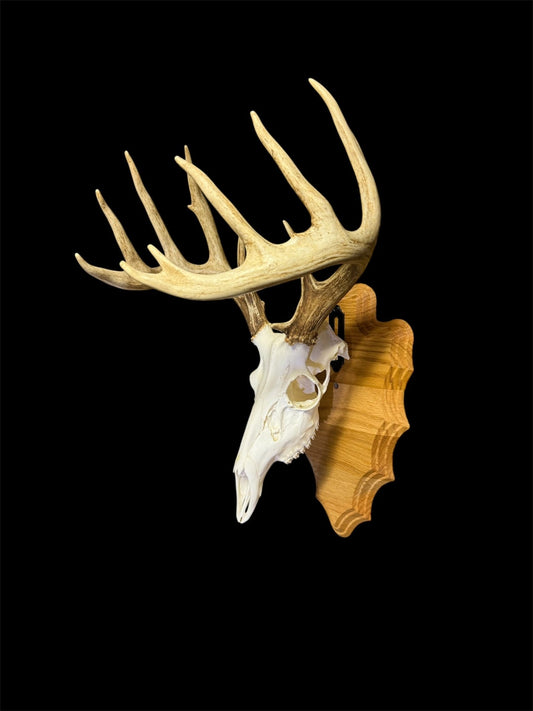 European Mount Wall Display Arrowhead Plaque with Skull Hook | Natural Oak - Woodland Haven Designs